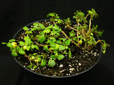plant stunting plant stunting