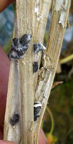 Sclerotia