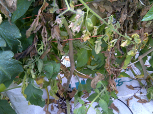 White mold base of plants