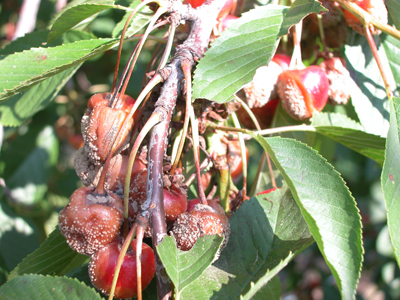 American brown rot on cherries