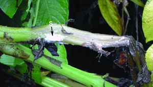 Sclerotia of Sclerotinia sclerotiorum developing in stems 