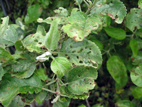 Heavily damaged apple foliage