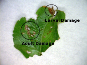 Adult and larvae damage