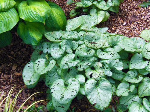slug damage slug damage