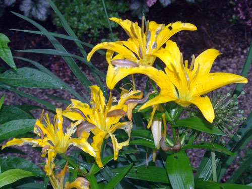 slugs on lily slugs on lily