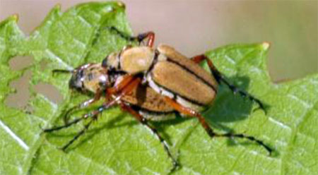 Adult rose chafer