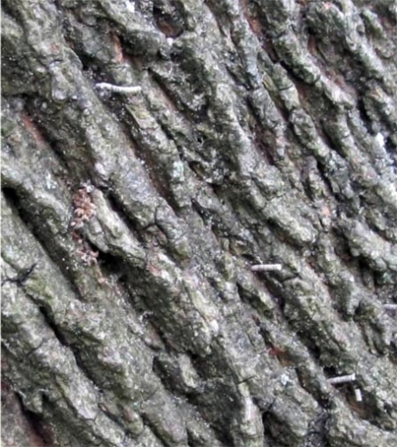 Frass tubes protruding from Norway maple