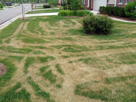 Heat track damage on lawn