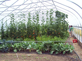 Harvesting Earth Hoophouse