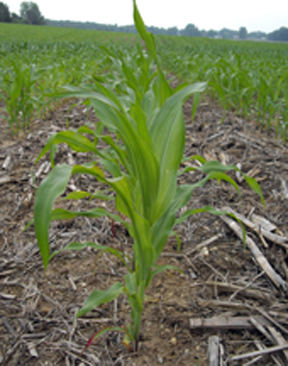 sulfur deficient corn