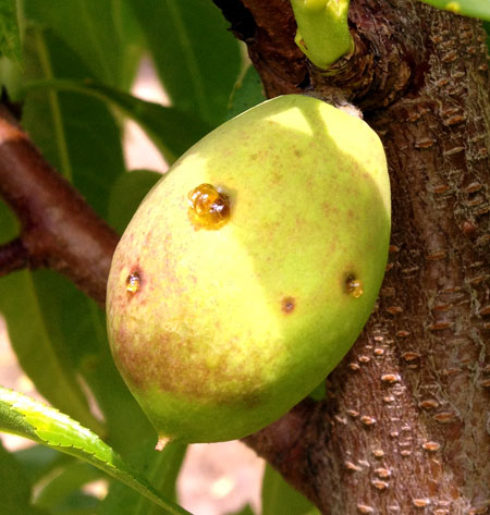 Nectarine with bacterial spot