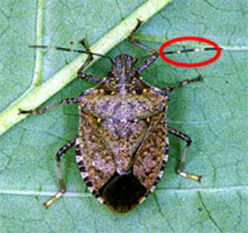 Brown marmorated stink bug