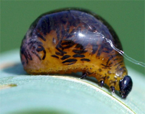 Cereal leaf beetle larva