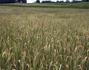 Cereal leaf beetle damage