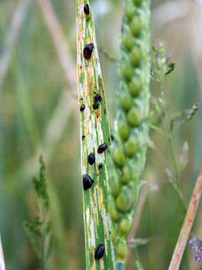 Cereal leaf beetles feeding