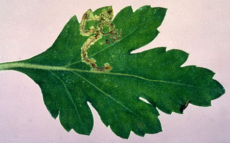 Leaf miner damage