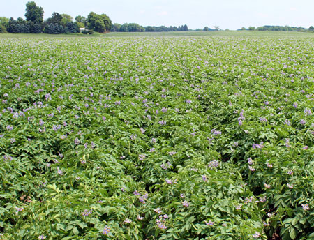 Early planted potatoes