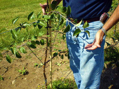 Bending branches