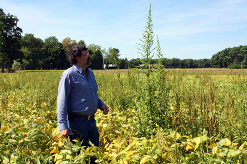 Fred Springborn and palmer Amaranth Fred Springborn and palmer Amaranth
