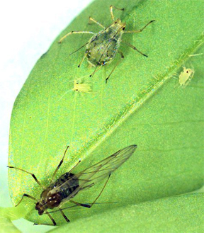 Adult aphids