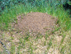 Ant mound