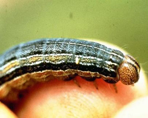 Armyworm larva