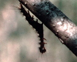 Black soft larva Black soft larva