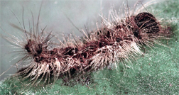 Infected gypsy moth cadacer Infected gypsy moth cadacer