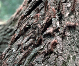 Dying gypsy moth larva Dying gypsy moth larva