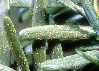 Mite eggs on spruce close up