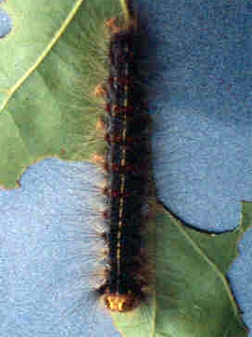 Late instar gypsy moth larva Late instar gypsy moth larva
