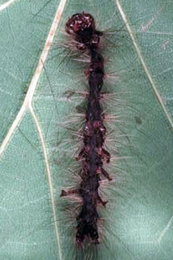 Larva Larva