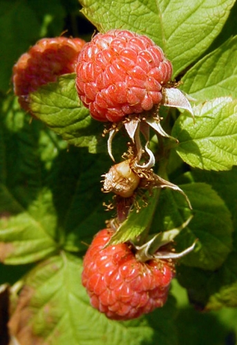 Raspberries