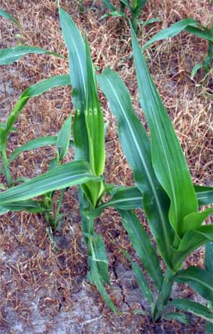 Damaged corn plant