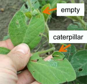 Empty leaf and leaf with caterpillar