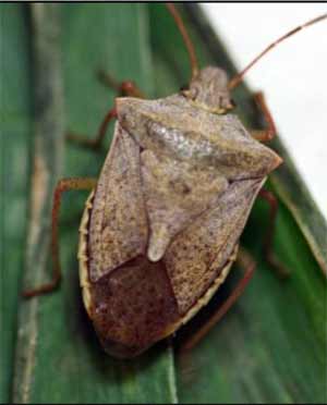 Brown stink bug