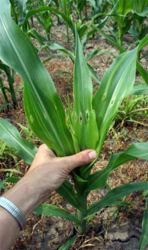 Damaged whorl and leaves