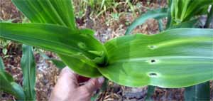 Damaged whorl and leaves
