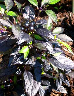 'Black Pearl' ornamental pepper.