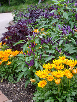 Masquerade ornamental pepper Masquerade ornamental pepper