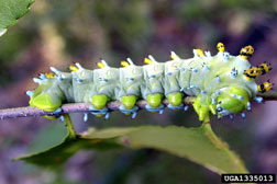 Cecropia moth caterpillar