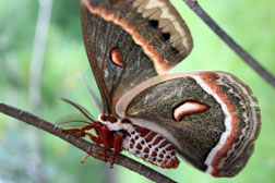 Cecropia moth