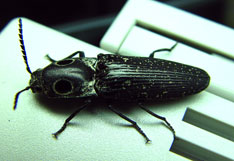 Eyed elator beetle