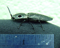 Eyed elator beetle next to ruler