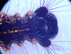 Close up of gypsy moth head