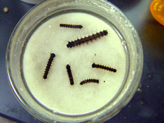 Sample of gypsy moth caterpillars