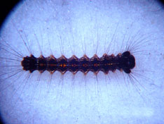 Gypsy moth caterpillar