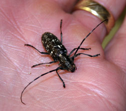 Female whitespotted pine sawyer beetle