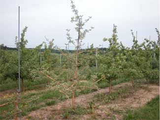 Apple tree with rootstock blight