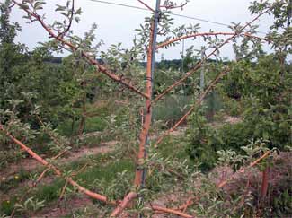 Apple tree with rootstock blight